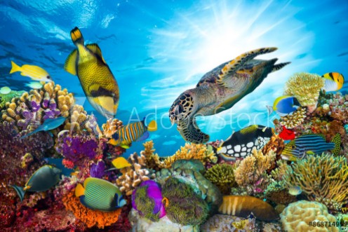 Picture of Underwater sea life coral reef panorama with many fishes and marine animals